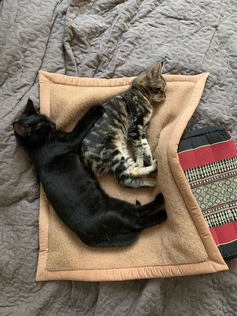 Ritter Decken Pet-Deluxe Katzendecke Flash Sale